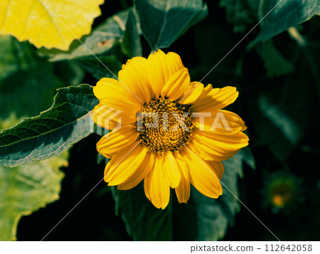 Radiant yellow flower petals Radiant yellow flower petals 112642058