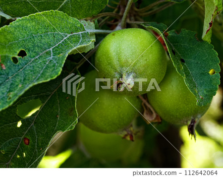 Fresh green apples growing amidst lush foliage. Fresh green apples growing amidst lush foliage. 112642064