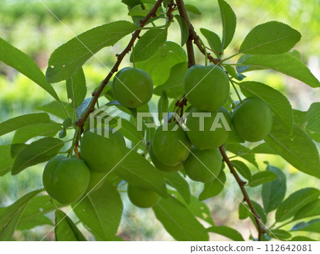 A close-up of green cherry plums hanging from a branch, surrounded by lush leaves. 112642081
