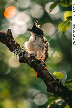 Closeup Red-whiskered bulbul is sitting on a tree. Closeup Red-whiskered bulbul is sitting on a tree. 112642291