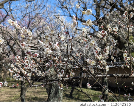 白梅 白梅 112642550