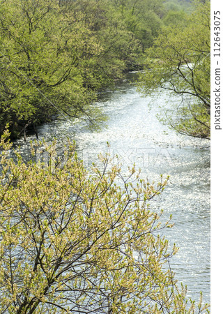 Shuta River, Kuromatsunai Town, Hokkaido, flowing through fresh greenery in spring Shuta River, Kuromatsunai Town, Hokkaido, flowing through fresh greenery in spring 112643075