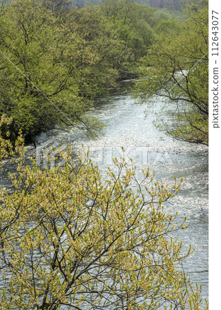 Shuta River, Kuromatsunai Town, Hokkaido, flowing through fresh greenery in spring Shuta River, Kuromatsunai Town, Hokkaido, flowing through fresh greenery in spring 112643077