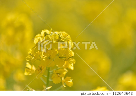 Rape blossoms 112643648