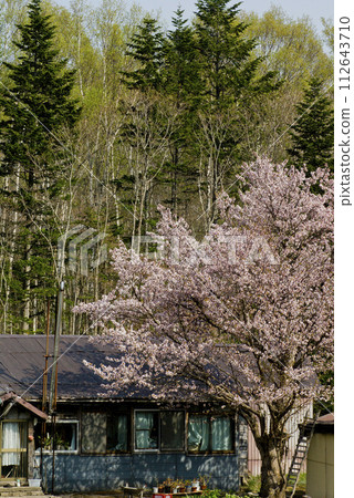 A cherry tree blooming as if protecting an old vacant house in the mountains 112643710