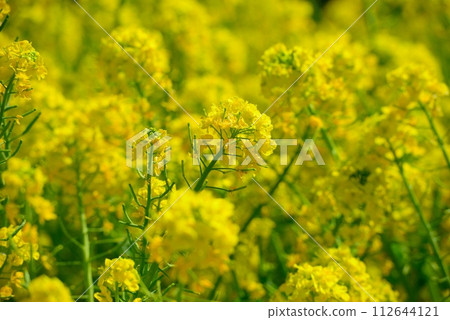 Rape blossoms Rape blossoms 112644121