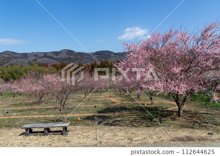 Akima Plum Grove, Annaka City, Gunma Prefecture Akima Plum Grove, Annaka City, Gunma Prefecture 112644625