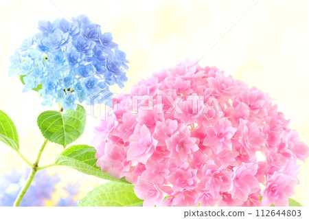 Blue and pink hydrangeas, densely packed fine double flowers, bright yellow background 112644803