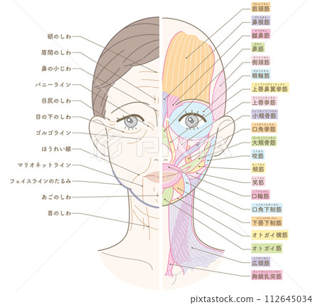 從臉上到脖子的皺紋和下垂，半塊肌肉，有名字 112645034