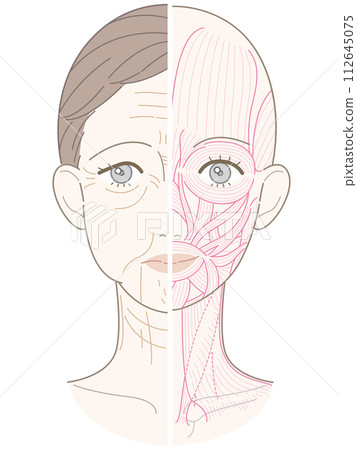 從臉到脖子的皺紋和下垂，半塊肌肉，肌肉線條畫，無名 112645075
