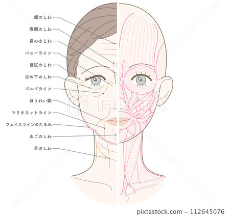 Wrinkles and sagging from face to neck, half muscle, muscle line drawing, only the wrinkled and sagging side has a name 112645076