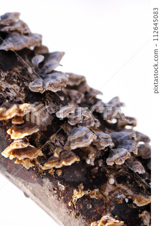 densely packed versicolor densely packed versicolor 112645083