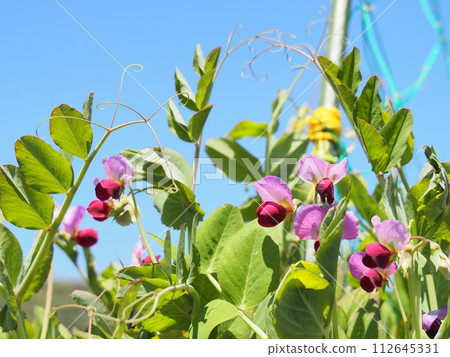 Purple snow pea flowers shine against the blue sky Purple snow pea flowers shine against the blue sky 112645331
