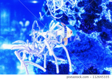 藍魚 112645335