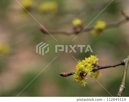 Yellow dankoubai flowers that bloomed in March Yellow dankoubai flowers that bloomed in March 112645519