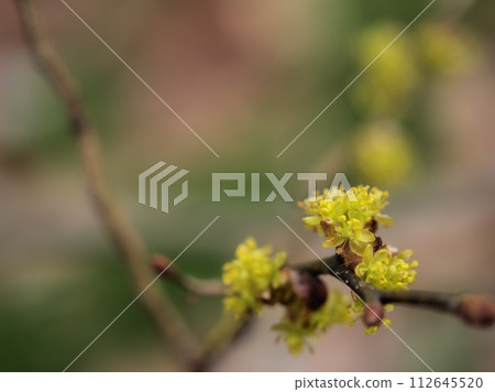 三月盛開的黃色丹口白花 112645520