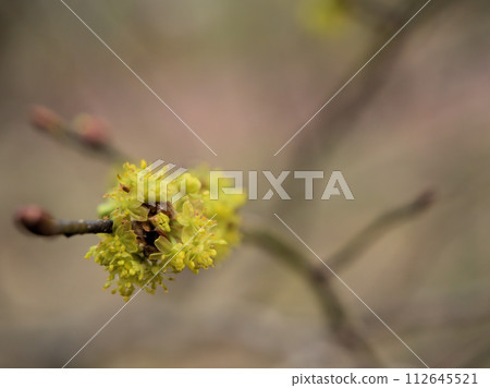 三月盛開的黃色丹口白花 三月盛開的黃色丹口白花 112645521