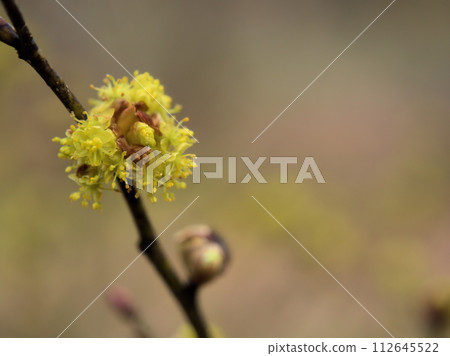 三月盛開的黃色丹口白花 112645522