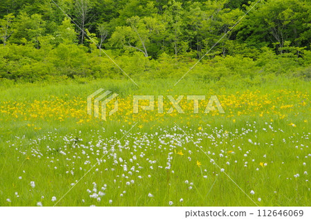 夏日新月 夏日新月 112646069