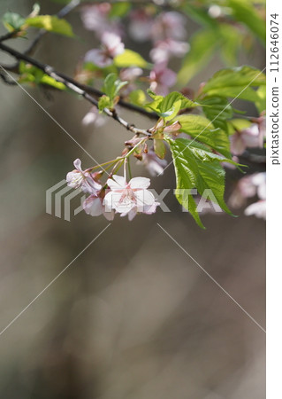 二條山早開的櫻花 112646074