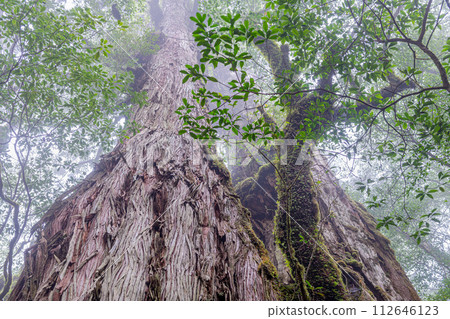 Yakushima Cedar Tree, Mother and Child Cedar, Yakushima National Park (October) Yakushima Cedar Tree, Mother and Child Cedar, Yakushima National Park (October) 112646123