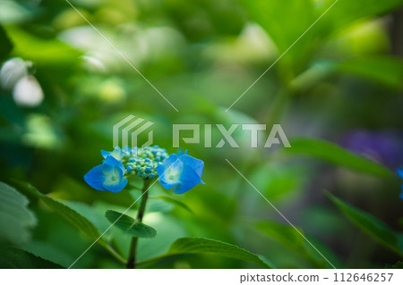 Yuyadani Sorabiro, Ujitawara-cho, Kyoto Prefecture Photographed the hydrangea of the birthplace of Nagatani Soen, who is known as the ancestor of Japanese green tea. Yuyadani Sorabiro, Ujitawara-cho, Kyoto Prefecture Photographed the hydrangea of the birthplace of Nagatani Soen, who is known as the ancestor of Japanese green tea. 112646257
