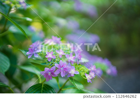 Yuyadani Sorabiro, Ujitawara-cho, Kyoto Prefecture Photographed the hydrangea of the birthplace of Nagatani Soen, who is known as the ancestor of Japanese green tea. 112646262