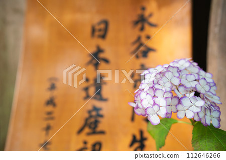 京都府宇治田原町湯屋谷空拉比羅拍攝了被譽為日本綠茶始祖的長谷宗園出生地的繡球花。 京都府宇治田原町湯屋谷空拉比羅拍攝了被譽為日本綠茶始祖的長谷宗園出生地的繡球花。 112646266