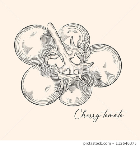 Tomato vector drawing. Isolated tomato and sliced piece. Vegetable engraved style illustration. Detailed vegetarian food sketch. Farm market product. Tomato vector drawing. Isolated tomato and sliced piece. Vegetable engraved style illustration. Detailed vegetarian food sketch. Farm market product. 112646373