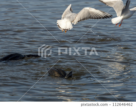 Cormorant and black-tailed black-tailed gull catching fish in the Yamato River 112646462
