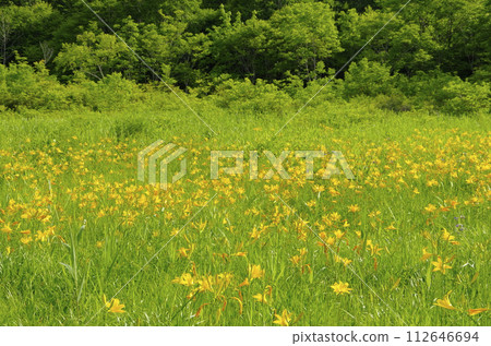 Day lily in Komadome wetland Day lily in Komadome wetland 112646694