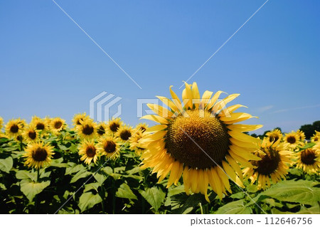 A field of sunflowers in Tokyo 112646756