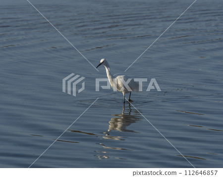Little Egret in the Yamato River looking for fish 112646857