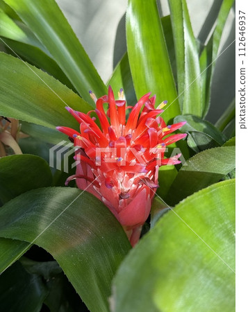 哈蘭鳳梨花 Pitcairnia Corallina 哈蘭鳳梨花 Pitcairnia Corallina 112646937