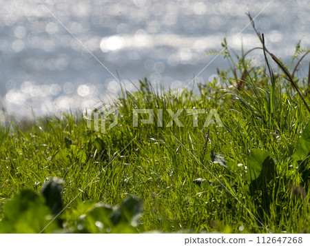 河床和河流景觀覆蓋著新鮮的綠色植物 112647268