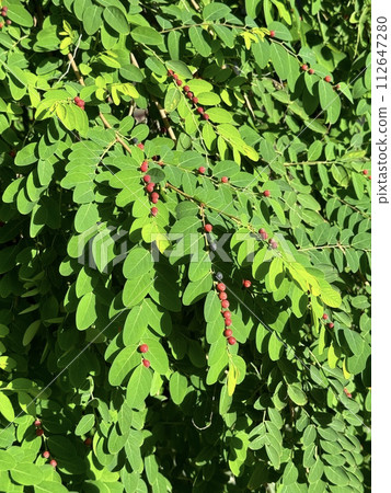 Pyllantathaceae(大島交番樹)的果實 Pyllantathaceae(大島交番樹)的果實 112647280