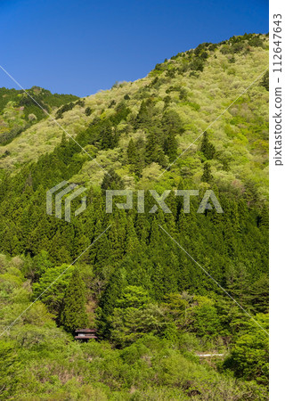 Beautiful early summer scenery with refreshing blue skies and bright fresh greenery 112647643