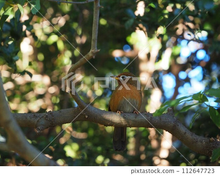 Gabicho hiding in the forest Gabicho hiding in the forest 112647723