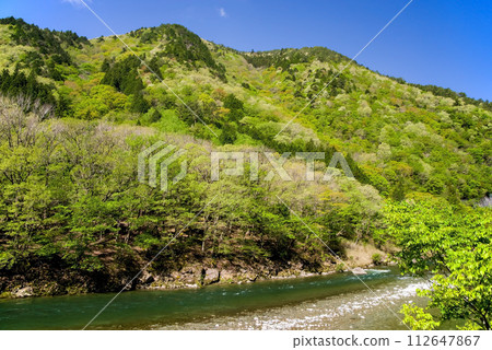 Beautiful fresh greenery along the Mase River [Mase Regional Natural Park, Gifu Prefecture] 112647867