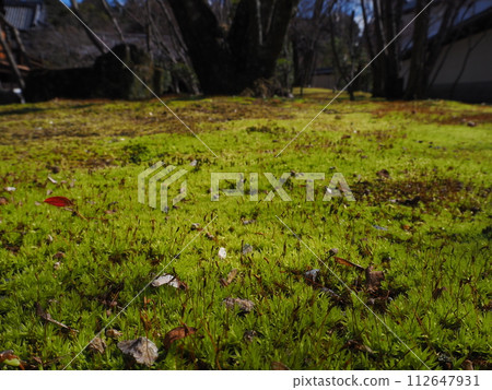 bright green moss 112647931