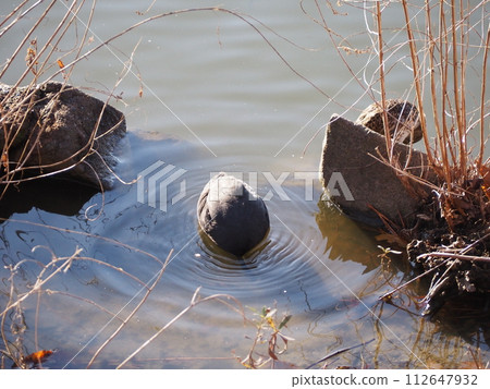 Coot feeding on prey in the water 112647932