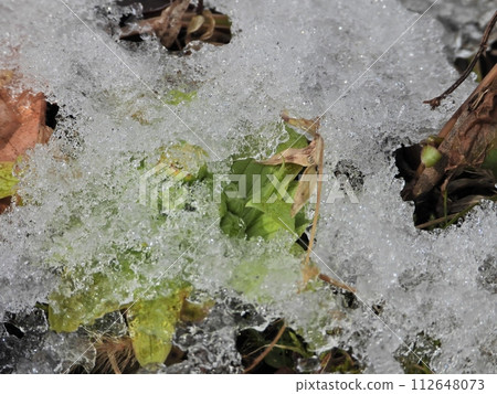 Butterbur bush covered in ice and snow Butterbur bush covered in ice and snow 112648073