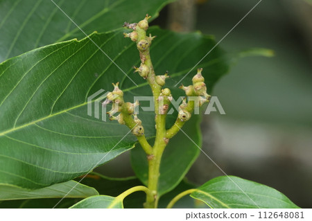 天然植物沖繩浦代橋，三月雌花。您可以看到柱頭分成三個部分，子房開始腫脹。 112648081