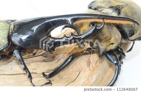 Hercules beetle VS Elephas elephant beetle battle on the tree, white background Hercules beetle VS Elephas elephant beetle battle on the tree, white background 112648087