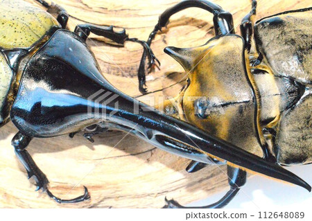 Hercules beetle VS Elephas elephant beetle battle on the tree, white background 112648089