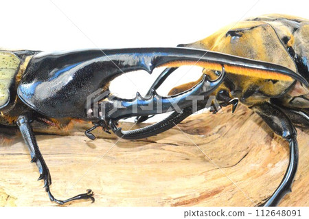 Hercules beetle VS Elephas elephant beetle battle on the tree, white background Hercules beetle VS Elephas elephant beetle battle on the tree, white background 112648091