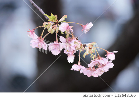 河津櫻花在早春的陽光下閃閃發光 112648160