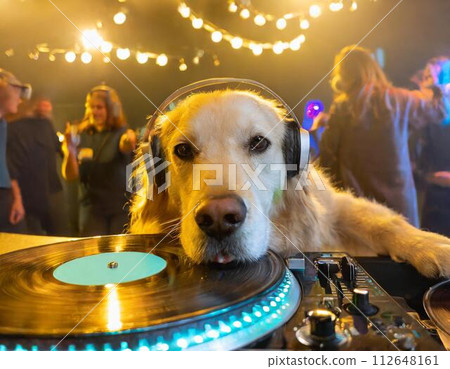 Retriever playing disc jockey with headphones on 112648161