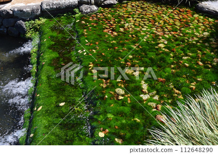 Flowing water and colorful moss 112648290