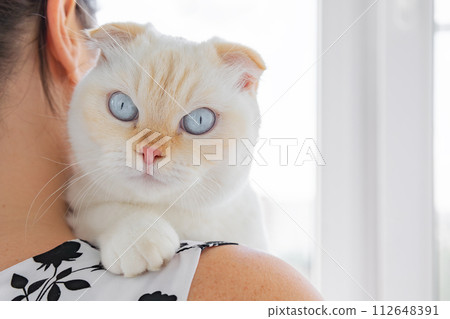 Serene white Scottish Fold cat with blue eyes resting on pet owner shoulder. National cat day. National pet day. Scottish Fold cat day. 112648391